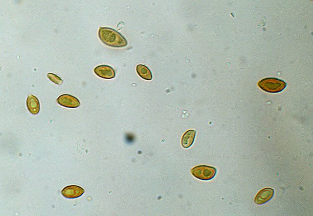 Galerina spec. Cod.: DSCN 9473